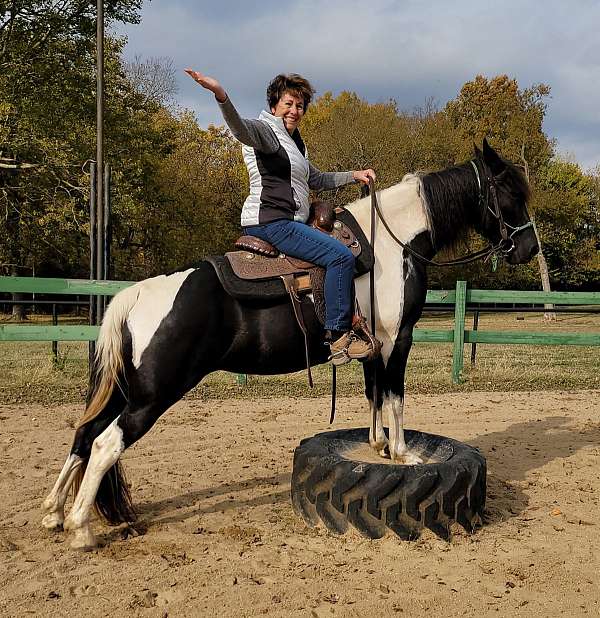black-white-horse