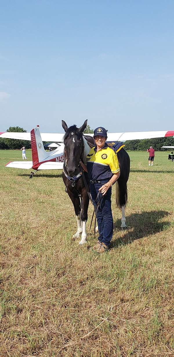experienced-spotted-saddle-horse