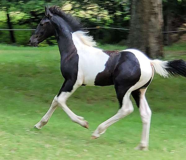 gaited-spotted-saddle-horse