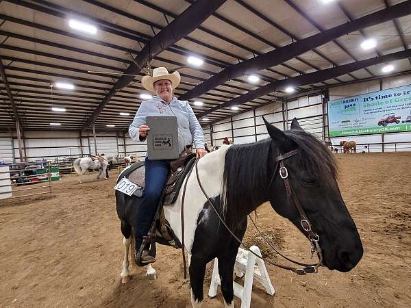 and-ranch-spotted-saddle-horse