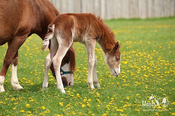 babies-chincoteague-pony