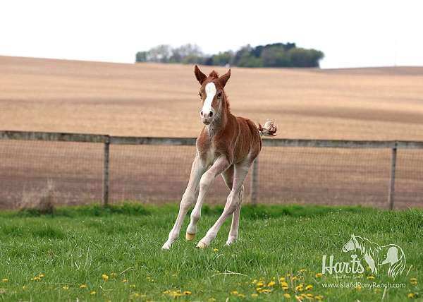 14-hand-chincoteague-pony-colt
