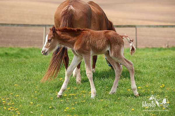 baby-chincoteague-pony
