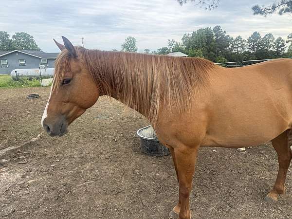 red-dun-mare-for-sale
