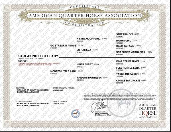 red-dun-quarter-horse-for-sale
