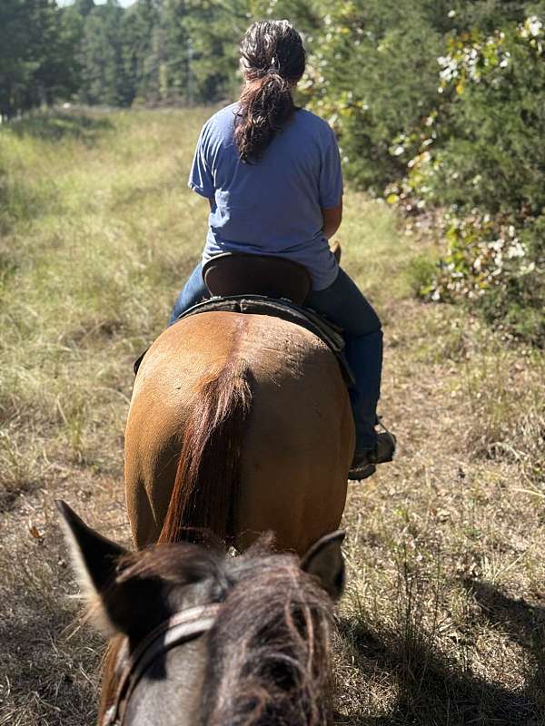 14-hand-quarter-horse