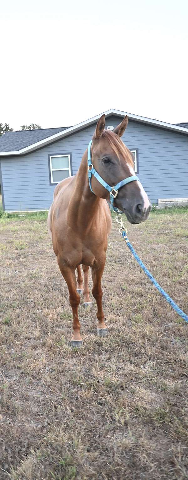 aqha-quarter-horse