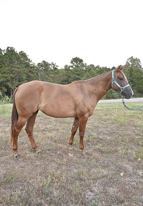 red-dun-quarter-horse