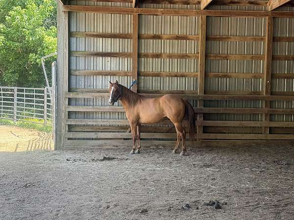 tess-mare