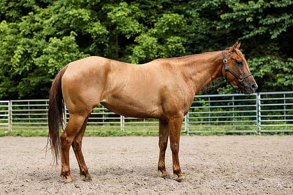 red-dun-aqha-mare
