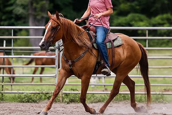 red-dun-aqha-horse