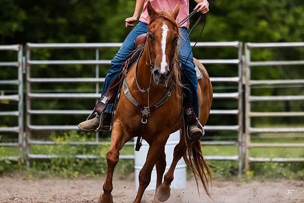 aqha-mare
