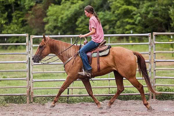 14-hand-quarter-horse-mare