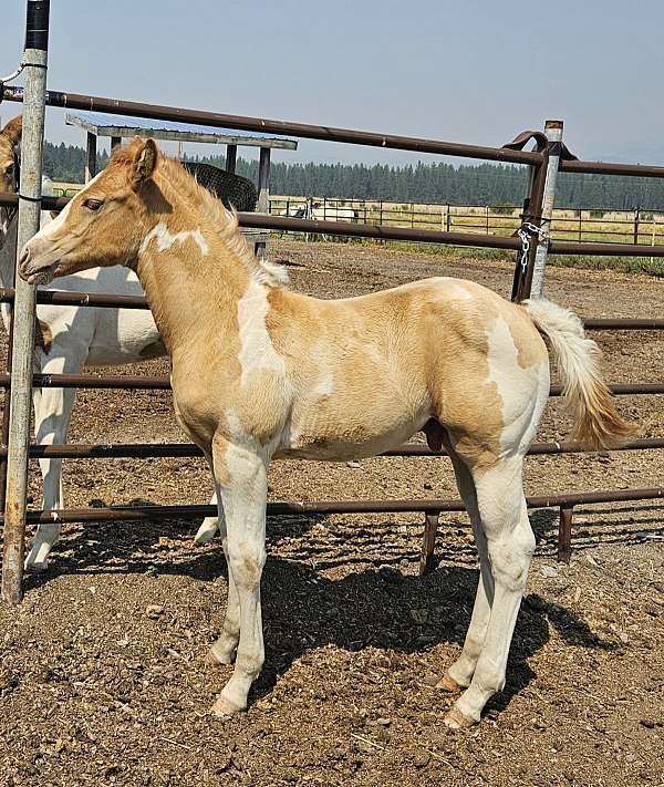 bending-colt