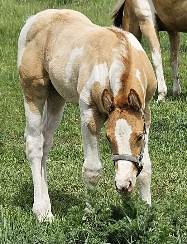 reining-stallion-paint-horse