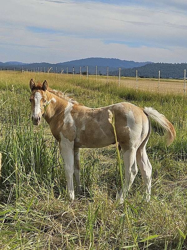 breakaway-colt