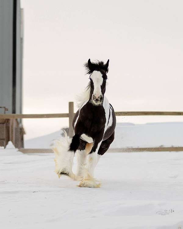 gypsy-vanner-horse-for-sale
