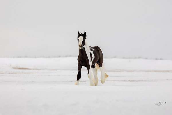 gypsy-vanner-horse