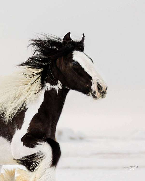 gypsy-vanner-filly