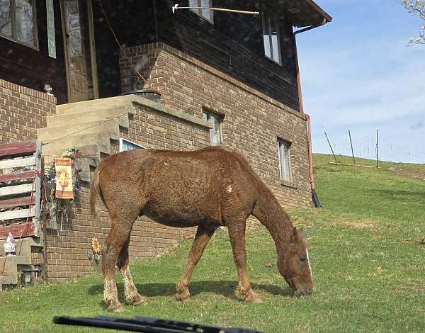 rescue-bashkir-curly-curly-horse