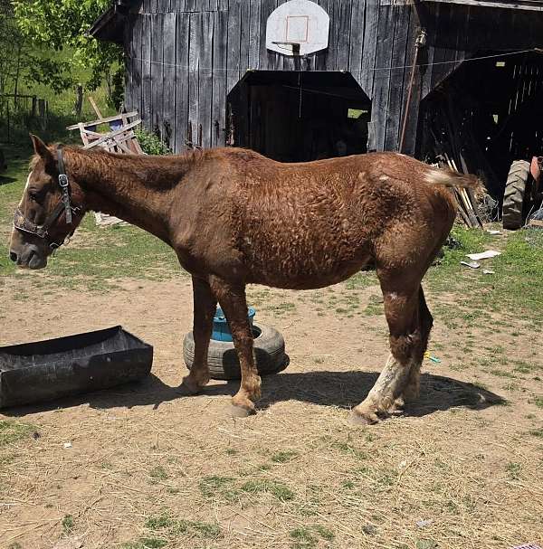 bashkir-curly-curly-gelding