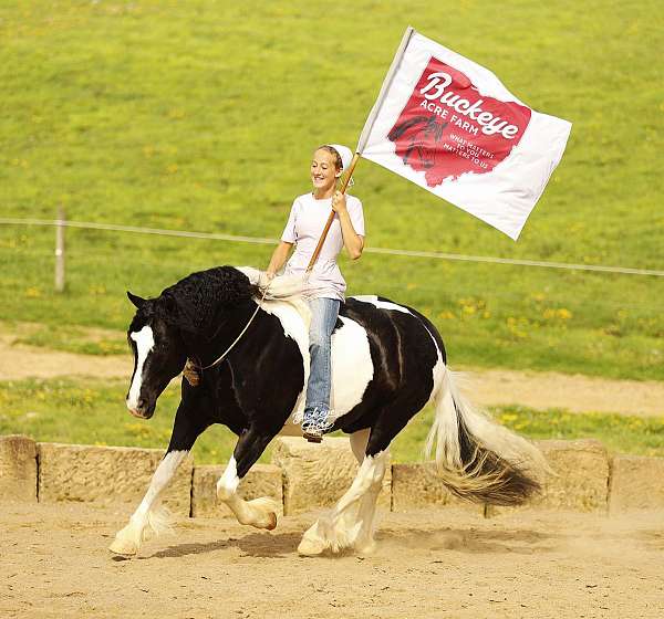 all-around-draft-horse