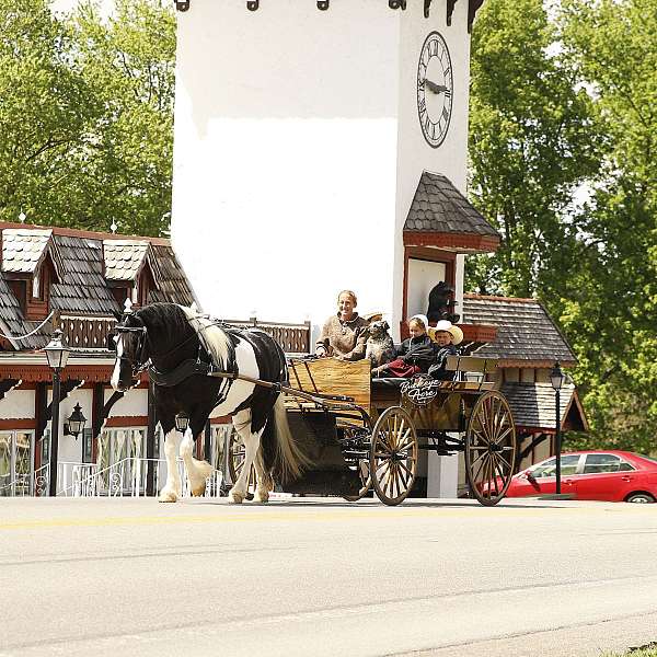 companion-draft-horse