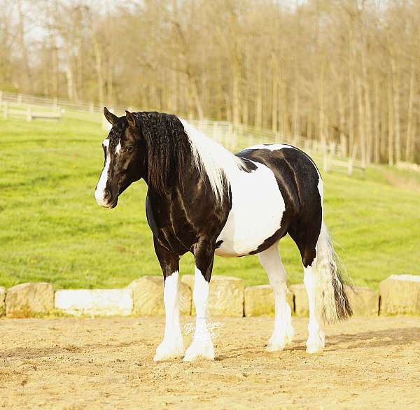 athletic-draft-horse