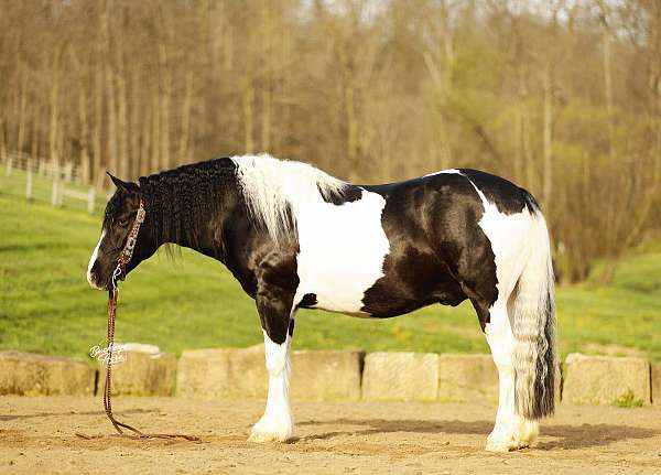 beginner-draft-horse