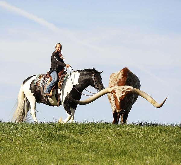 cross-draft-horse
