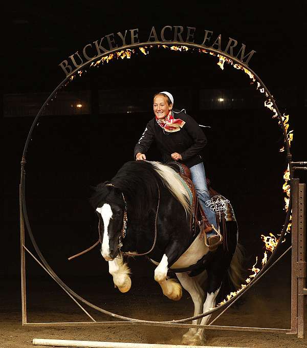 driving-draft-horse