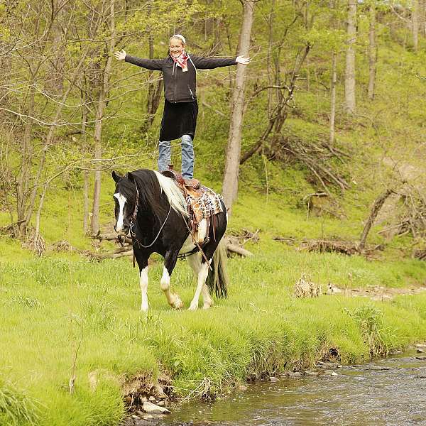 flashy-draft-horse