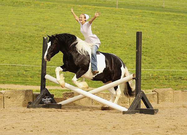 harness-draft-horse