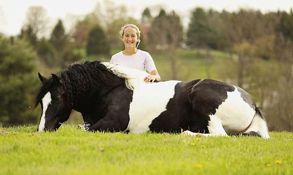 husband-safe-draft-horse