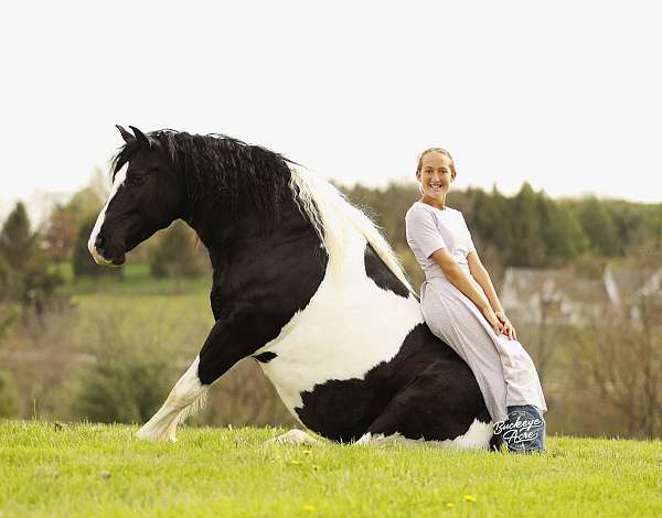 jumping-draft-horse
