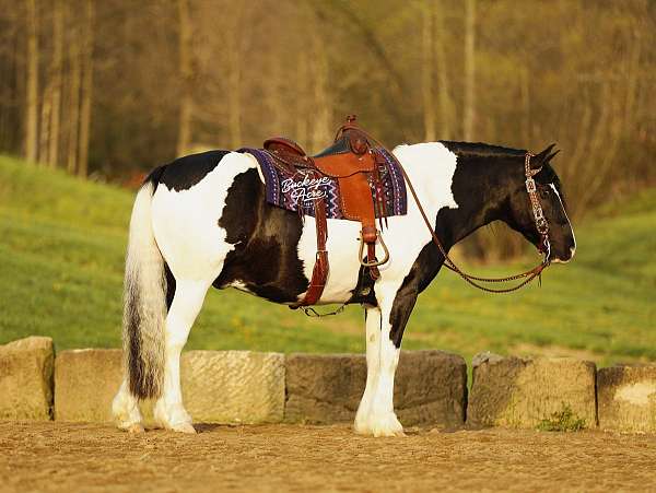 lesson-draft-horse