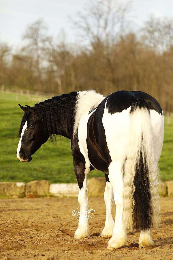 mounted-patrol-draft-horse