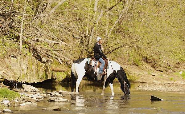 parade-draft-horse