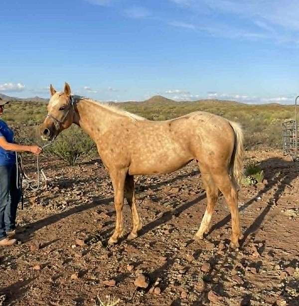 1-hand-quarter-horse-filly