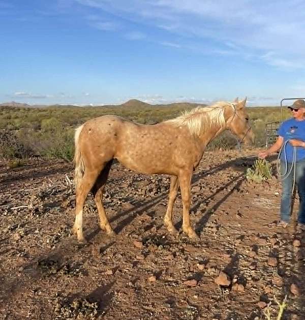 1-hand-quarter-horse