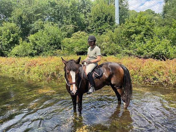 beginner-dressage-belgian-warmblood-horse