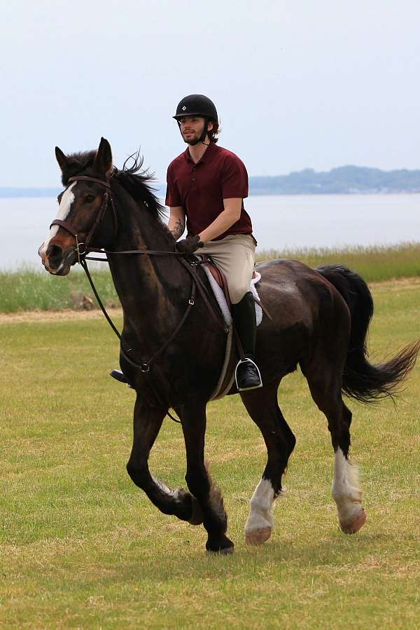 barefoot-belgian-warmblood-horse