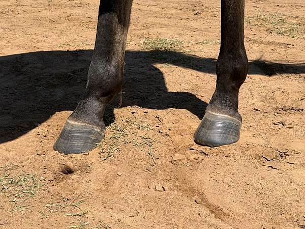 black-points-filly