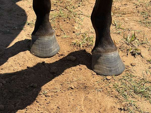 easy-to-saddle-filly