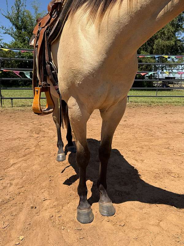steady-filly