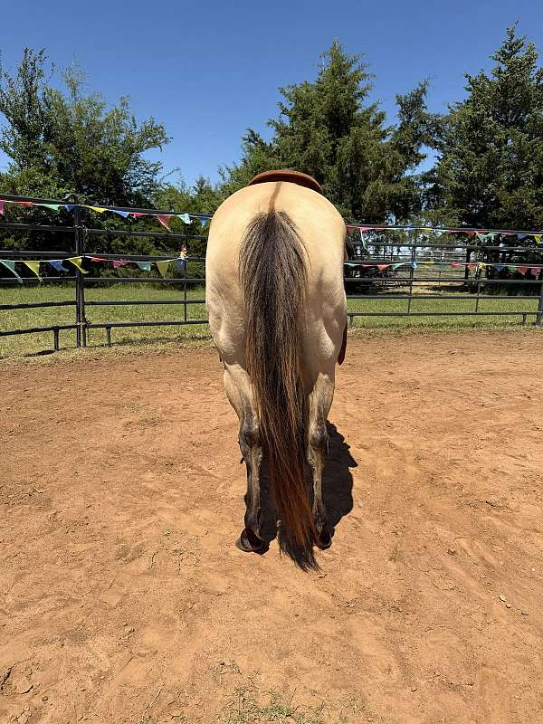 anderson-quarter-horse