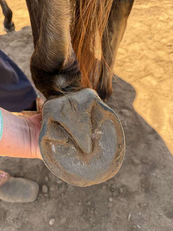 athletic-quarter-horse