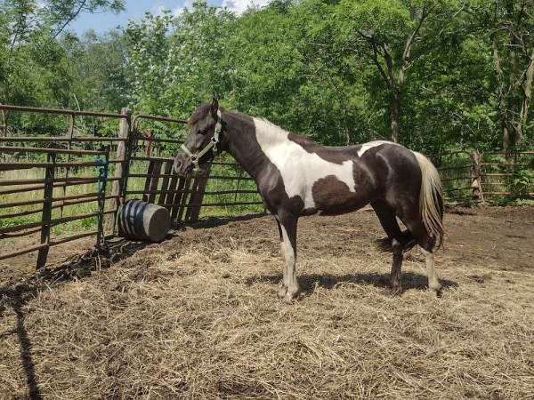 bay-roan-aba-filly