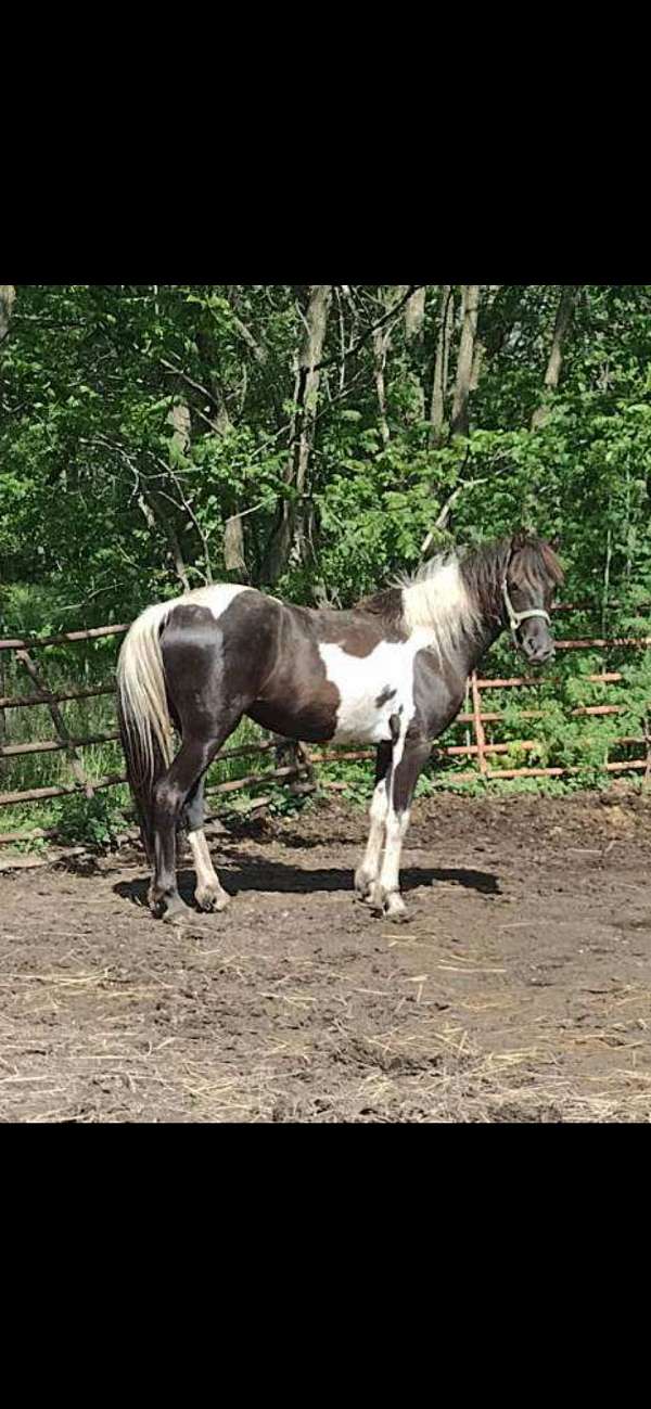 aba-tennessee-walking-filly
