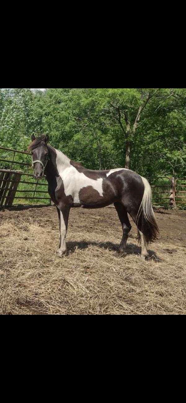 paint-horse